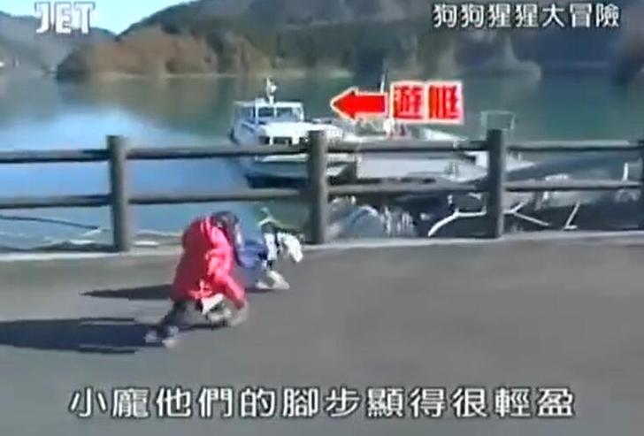马上点开！《猩猩狗狗大冒险》在线观看地址揭秘